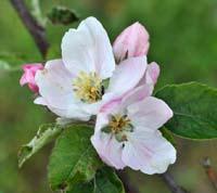 Boiken apple flower