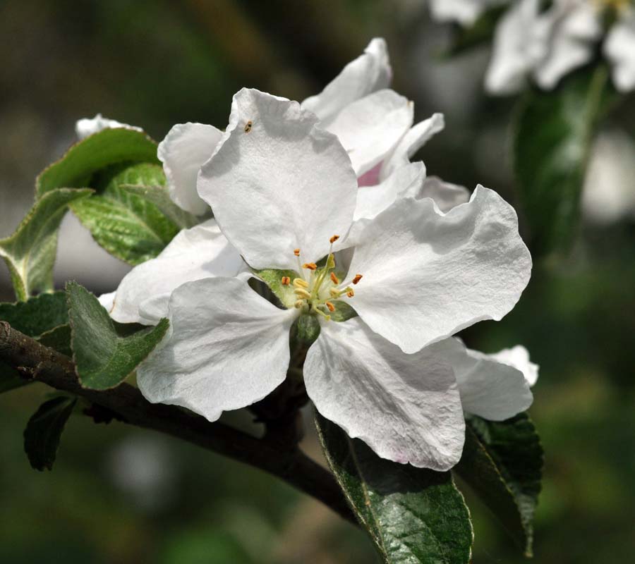 Filippa æble | Grønne æbler