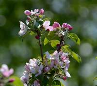 Blomstrende æbletræ Ahrista
