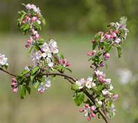 Blomstrende æbletræ Borsdorf