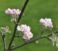 August Æble blomster