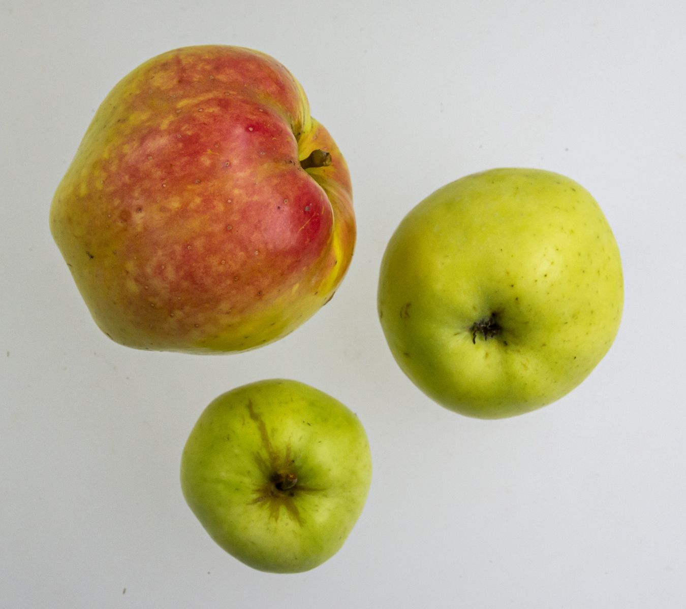 Filippa æble | Grønne æbler