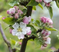 Søde Æbler Fra Aalsrode æbleblomst