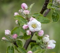 Sønderskov æbleblomst
