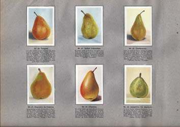 Samlebilleder af pæresorter fra Kara's Danske Frugtsamling