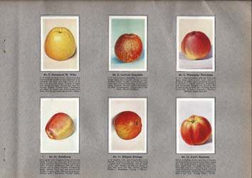 Samlebilleder af æblesorter fra Kara's Danske Frugtsamling