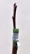 Grafting elastic and grafting wax